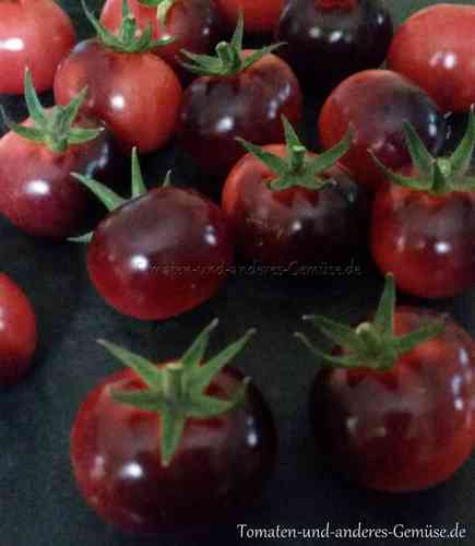 Antho violettrot Kirschtomate