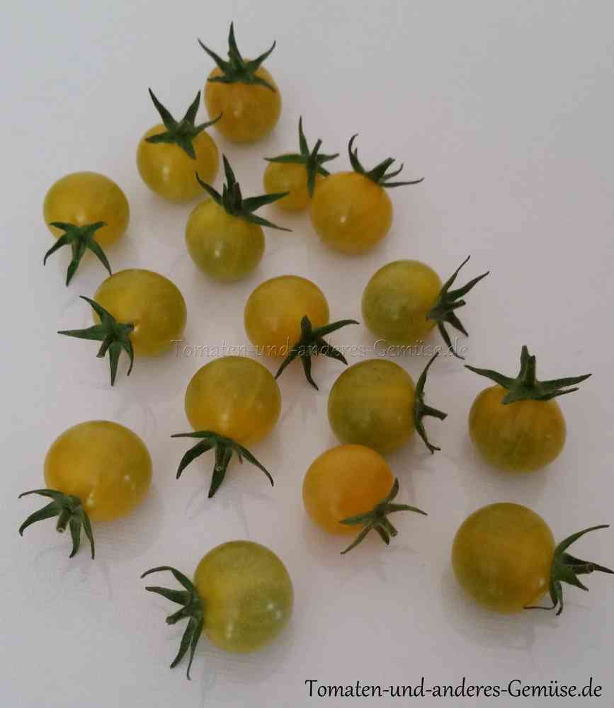cremeweiße Früchte Buschtomate 10 Samen Bianca Tomate 