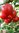 Saschas Altaj Buschtomate Tomate Saatgut Samen