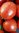 Fruzzi Wuzzi Mini Tomate Buschtomate