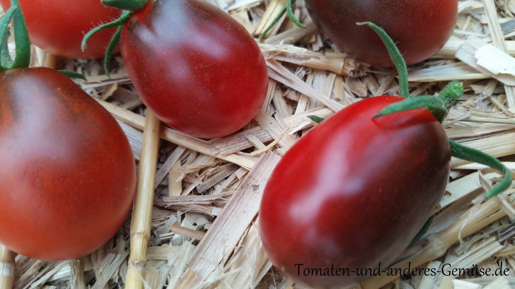 10+ Samen Ertragreich Indigo Ruby Tomate Saatgut Blaue Datteltomate 