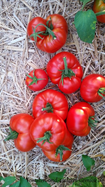 Früchte bis 400g 10 Samen Brandywine rot Tomate Fleischtomate 