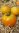 Jaffa / Sibirische Orange Fleischtomate