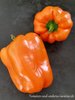 Orange Sun Gemüsepaprika