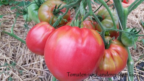 Kosovo Ochsenherz Tomate