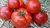 Ballada Tomate Jungpflanze