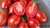 Geraldine Tomate Jungpflanze