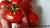 Tiny Tim Mini Tomate Buschtomate