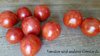 Tigerette Buschtomate Mini Tomate