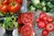 Maximka Salattomate Tomaten Tomatenpflanze Jungpflanzen